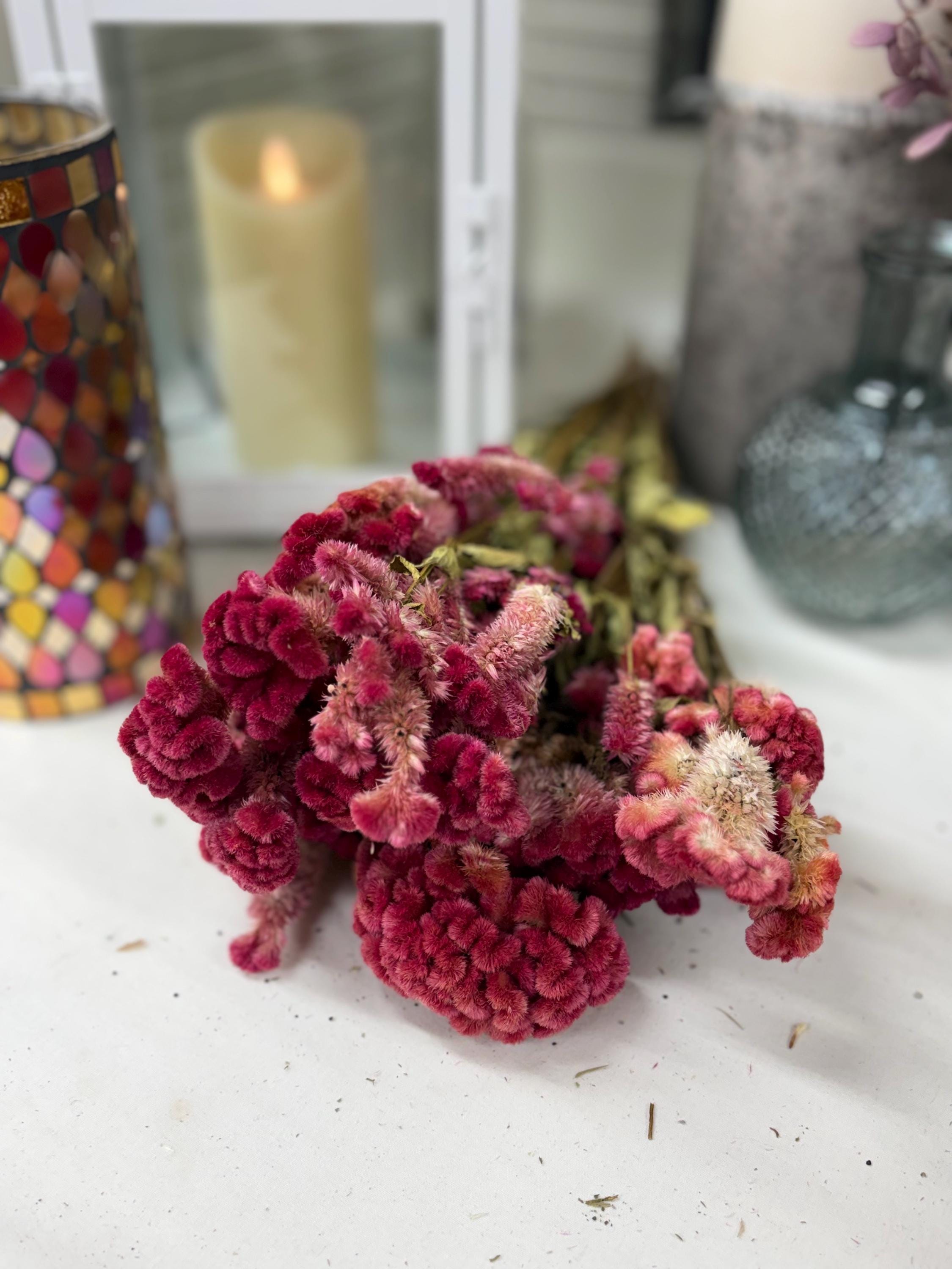 Bunch of Dried Cockscomb, You Choose Color: Wedding and Home Decor - Etsy