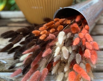 Bunch of Lagurus aka Bunnytails, Ready to Hang