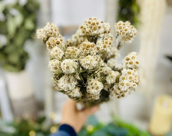 Bunch of dried Pearly Everlasting | Home Decor | Beautiful Dried Florals