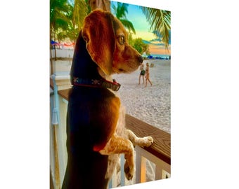 Mini Beagle Sunset Canvas - Stampa St Pete Beach - Esperienza artistica immersiva
