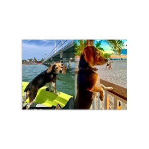 Stormieee THE MORNING PAN Beagle: Libro fotografico con copertina morbida - Catturare i cuori a Gulfport, Florida immagine 4