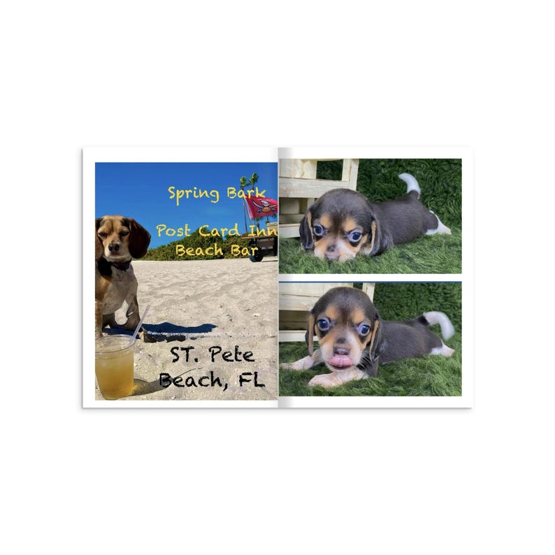 Stormieee THE MORNING PAN Beagle: Libro fotografico con copertina morbida - Catturare i cuori a Gulfport, Florida immagine 5