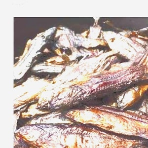 African Dried Tasty Mintesa Fish from Fresh Water of Luapula and Luangwa Rivers in Zambia -25 Dry fish pieces per PKT