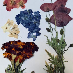 50 pcs pressed real flowers for crafts, dry pressed flowers, pressed flowers craft, craft supplies, pressed flower art, dry dressed flower