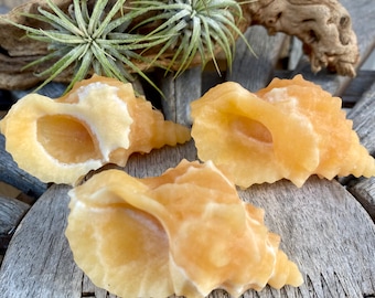 1 Yellow Calcite Shell Crystal Carving Solar Plexus Sacral Chakra Intuition