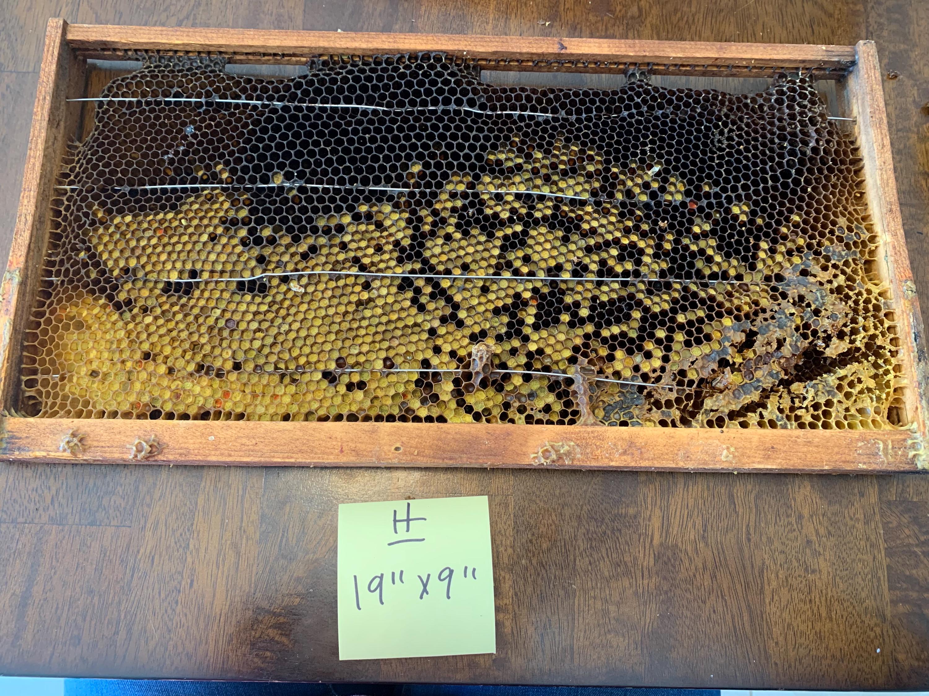 Authentic Bee Honeycomb Frame