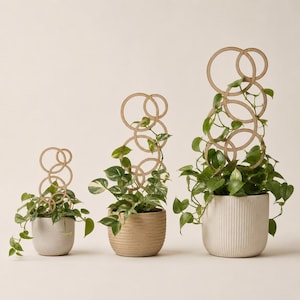 May include: Three potted plants with light brown wooden circular trellises of varying heights. Each plant features green variegated leaves climbing through the interconnected ring structures, housed in textured ceramic pots in shades of cream and tan.