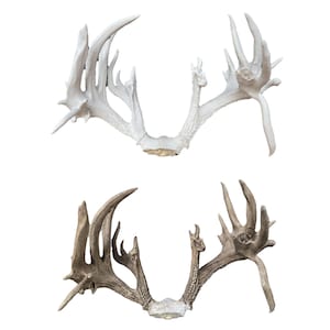 May include: Two sets of whitetail deer antlers, one set is bleached white and the other is a natural brown colour.