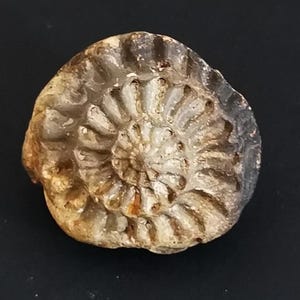 Authentic prehistoric ammonite print.