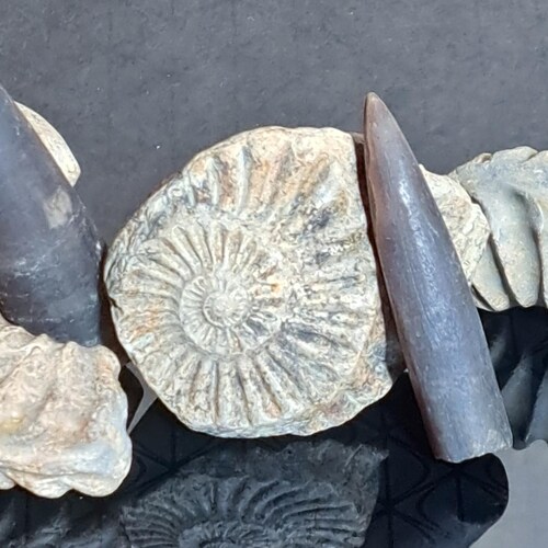 ドイツ産　アンモナイト　オキシセライテス　希少　ベレムナイト　化石 ドイツ産 アンモナイト オキシセライテス 希少 ベレムナイト 化石