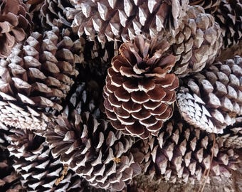 Loblolly Pinecones: Eastern North Carolina, DIY Crafts