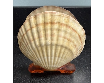 Vintage Seashell Napkin Holder Amber Lucite Acrylic Base Coastal Beach Decor