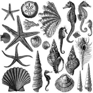 Seashore Stamp By IOD