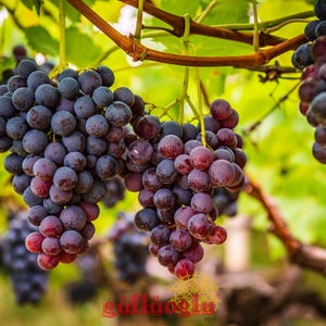 May include: Image of bunches of ripe purple grapes hanging from a vine. The grapes are a mix of dark purple and reddish hues. The background is blurred, showing green leaves and brown branches.