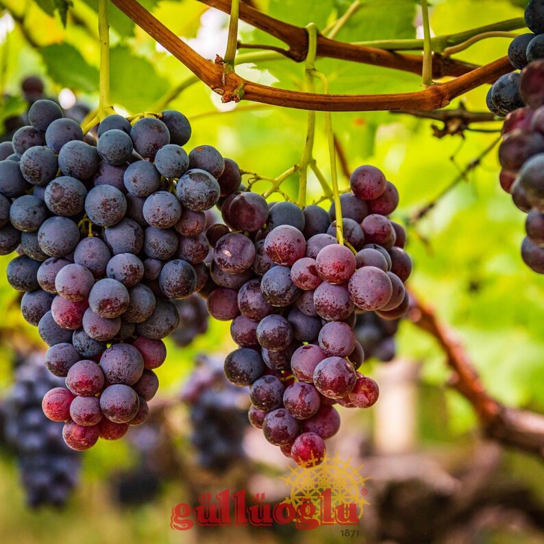 May include: Image of bunches of ripe purple grapes hanging from a vine. The grapes are a mix of dark purple and reddish hues. The background is blurred, showing green leaves and brown branches.