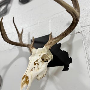 European Whitetail Mount | Deer Mount