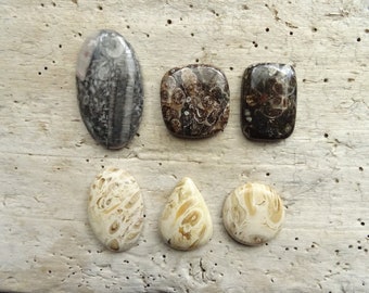 Fossil Cabochon Lot,Palm Root,Turritella,Orthoceras