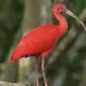 Può includere: Un vivace ibis scarlatto appollaiato su un ramo, con un piumaggio di un rosso acceso. L'uccello ha un becco lungo e curvo e zampe sottili, su uno sfondo verde sfocato di fogliame.