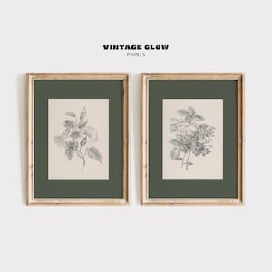 May include: Two framed botanical prints. Each print features a detailed black and white illustration of flowers and foliage on a cream background, set against a dark green mount. The frames are gold-toned, and the text "VINTAGE GLOW PRINTS" is at the top.