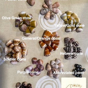 Niestandardowe bransoletki z muszli stożkowej, wypełnione 14-karatowym złotem, grubość 14