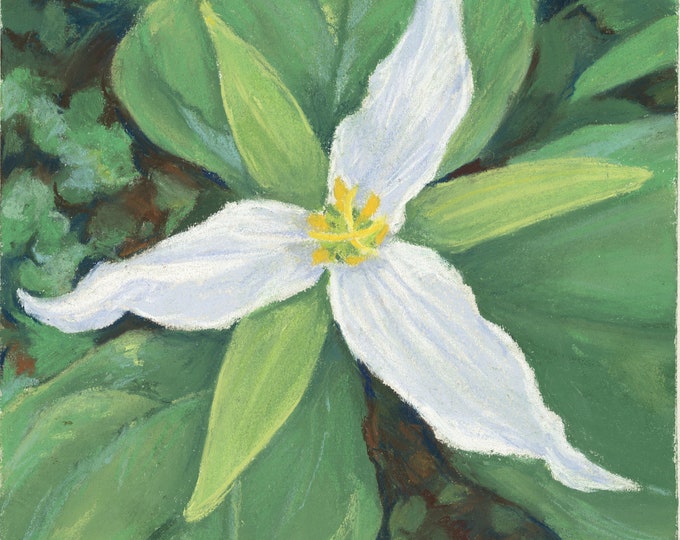 Trillium, white