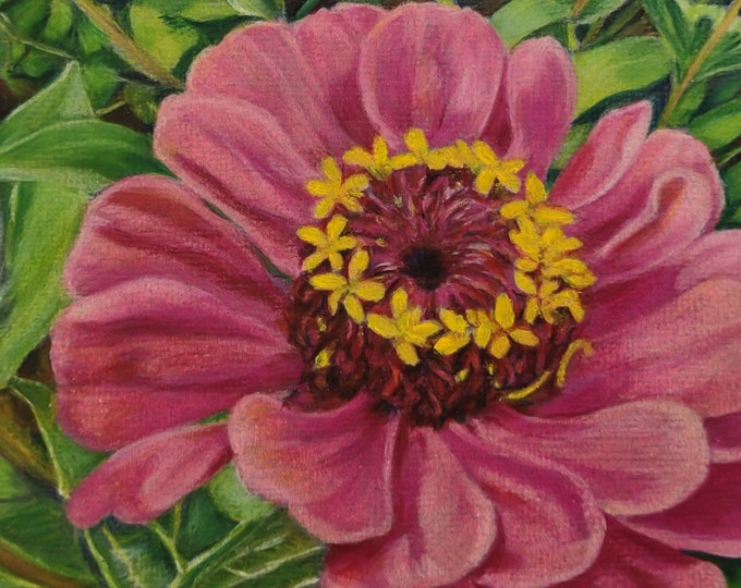 Pink Zinnia