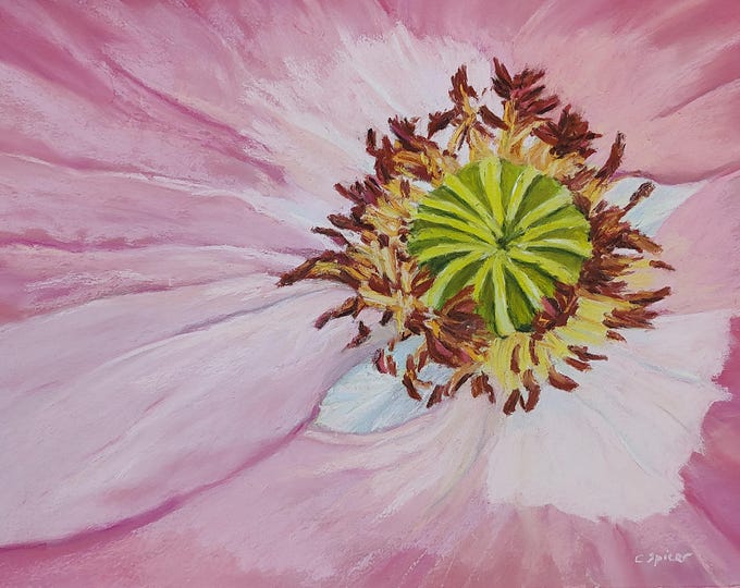 Pink Poppy