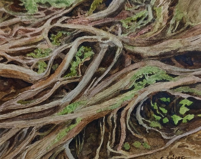 While walking a Forest Trail #2 Roots