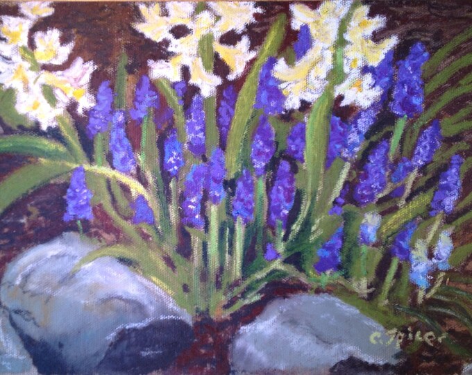 Grape Hyacinth and Crocus