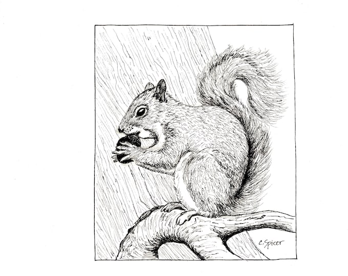 Squirrel