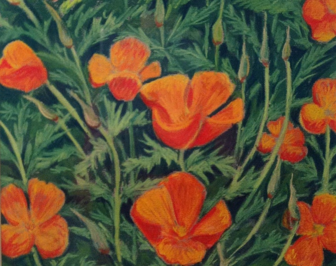 California Poppies