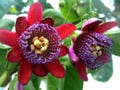 20+ SEEDS - Unique and rare Giant Granadilla - Barbadine - Giant Tumbo - Passiflora Quadrangulais product logo