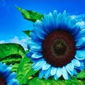 Blue Sunflower Seeds - Helianthus Annuus - Strawberry Blonde - Pretty Flowers - Garden - Fall - Heirloom Seeds - Autumn product logo