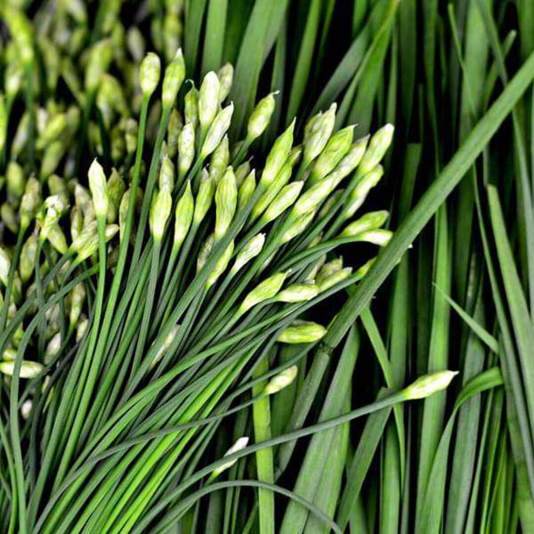 650+ Garlic Chive Seeds | Non-gmo, Heirloom, Vegetable Gardening