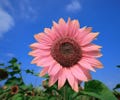 Pink Sunflower Seeds - Helianthus Annuus - Strawberry Blonde - Pretty Flowers - Garden - Fall - Heirloom Seeds - Autumn product logo