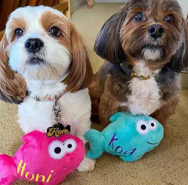 May include: Two small dogs sitting side by side. The dog on the left is white and brown with a collar and a black tag reading Honi, holding a bright pink plush fish toy labeled Honi. The dog on the right is brown and black with a collar, holding a teal plush fish toy labeled Koa.