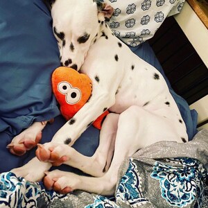 May include: A white Dalmatian dog with black spots sleeping curled up on a blue pillow. The dog is holding a small, orange, heart-shaped plush toy that features two large white eyes with black pupils printed on the front surface of the toy.