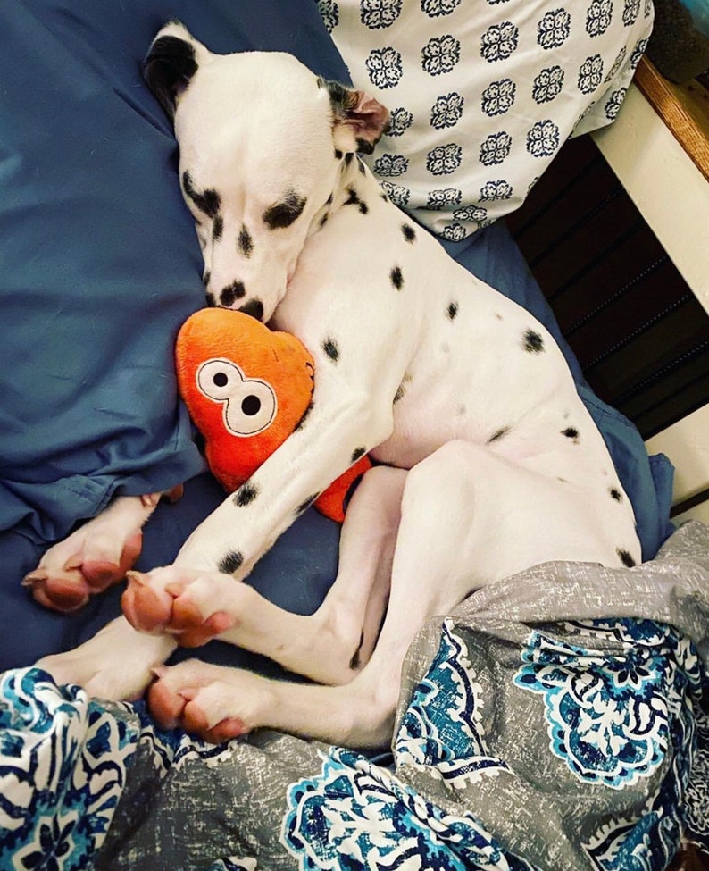 May include: A white Dalmatian dog with black spots sleeping curled up on a blue pillow. The dog is holding a small, orange, heart-shaped plush toy that features two large white eyes with black pupils printed on the front surface of the toy.
