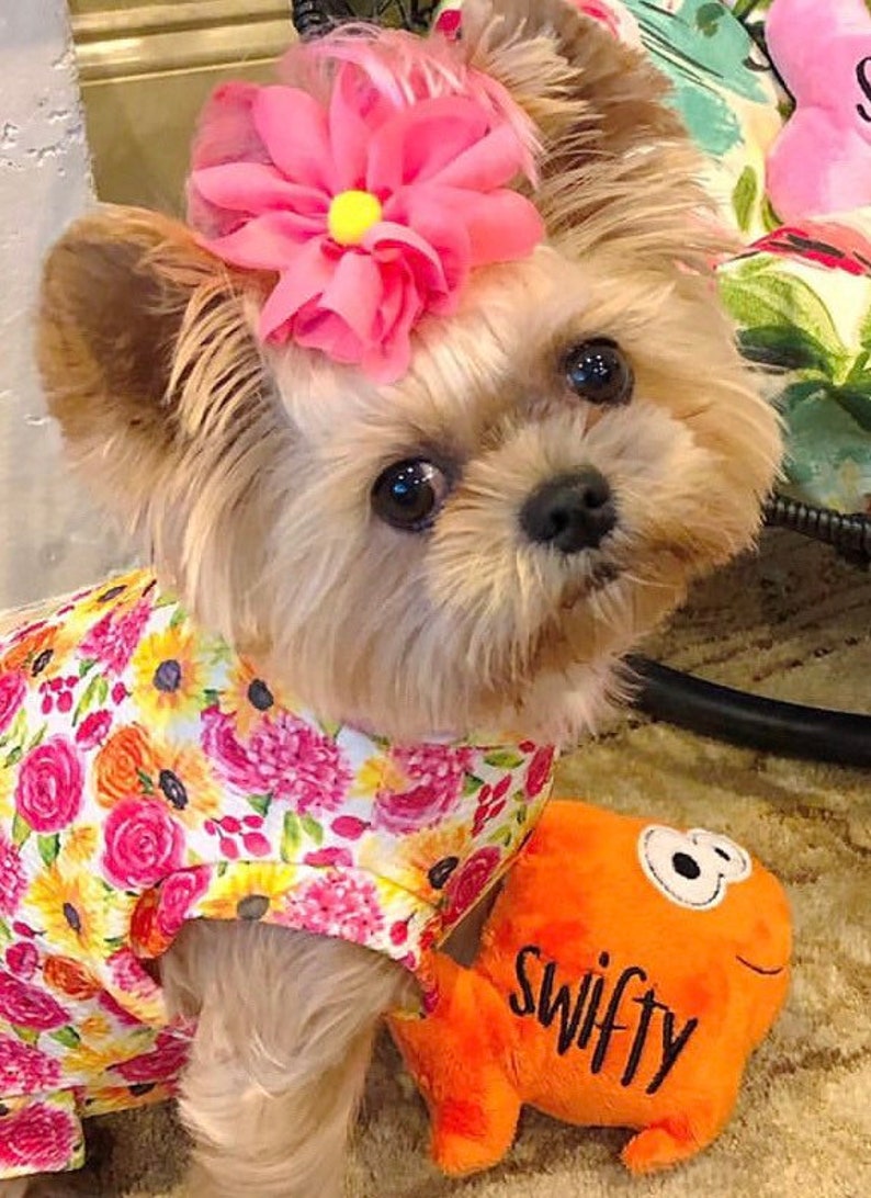 May include: A small tan dog with a pink flower hair accessory and a floral print shirt featuring pink, yellow, and orange blossoms. The dog is positioned next to an orange plush toy with the word Swifty embroidered in black on its side.