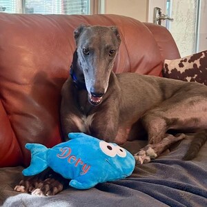 May include: A greyhound dog with a dark grey coat and a blue collar, resting on a leather surface. In front of the dog lies a bright blue plush fish toy with large white eyes and the name Dery embroidered in orange thread on its side.
