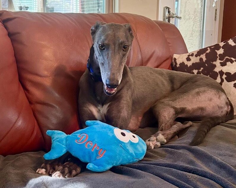 May include: A greyhound dog with a dark grey coat and a blue collar, resting on a leather surface. In front of the dog lies a bright blue plush fish toy with large white eyes and the name Dery embroidered in orange thread on its side.