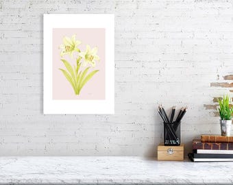 Lys of Gentle Light – Collection botanique poétique | Impression botanique élégante de lys blancs | Art mural floral doux. Parchemin rose poudré
