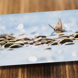 Tarjetas fotográficas, tarjetas de felicitación, fotos, foto, naturaleza, tomas de la naturaleza, grabaciones