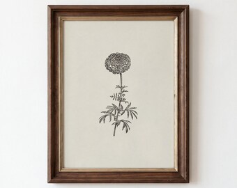 Marigold Flower Sketch Print, Vintage Botanical Illustration, Farmhouse Chic Cozy Wall Decor (Digital Printable Download)