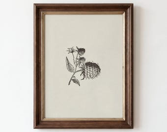 BOTANIQUE