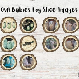 May include: Nine images of baby owls in a nest, each image is a circle with a wood grain background. The images are arranged in three rows of three. The text "Owl Babies Log Slice Images" is at the top of the image.