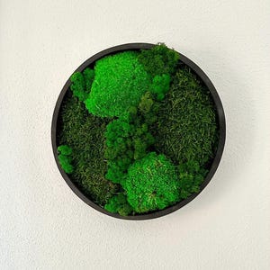 Moss picture round with wooden frame black 30/40 cm diameter moss pictures ball moss Iceland moss