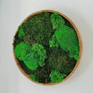 Moss picture round with oiled wooden frame 30/40 cm diameter wall picture moss pictures ball moss