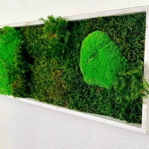 Moss picture 20 x 60 cm vertical garden moss pictures wall picture wall decoration gift man nature picture ball moss