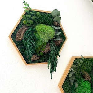 Farn moos - Etsy.de